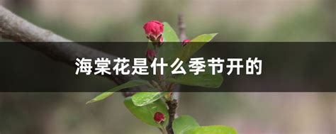 海棠花季節|海棠花是什么季节开的